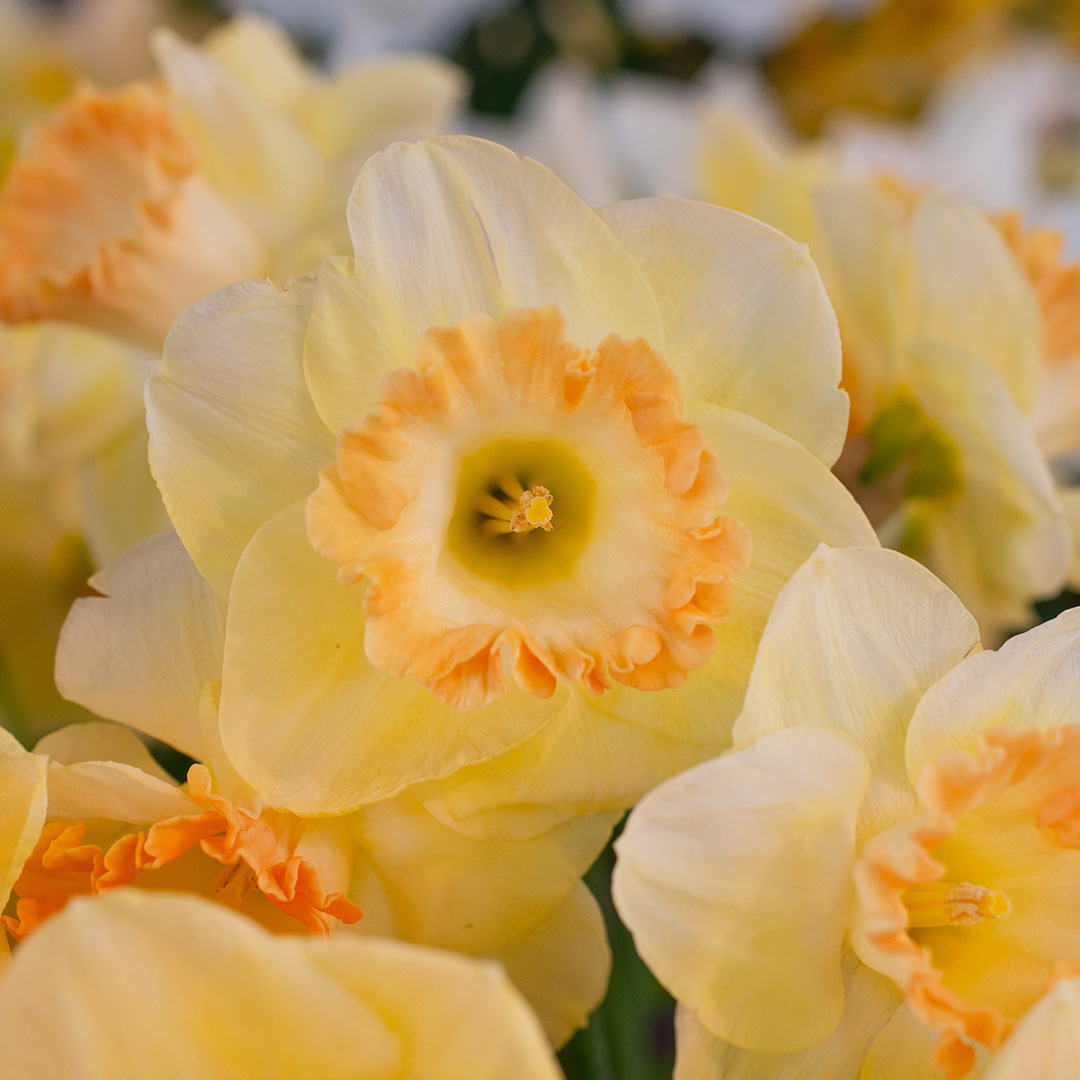 Narcissus-Martha-Steward-03