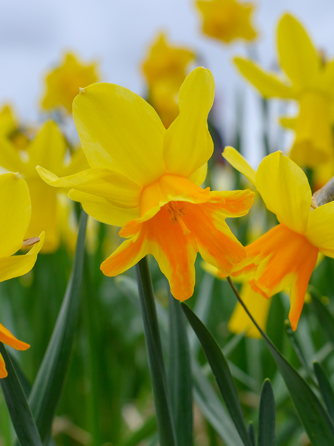 Narcissus-Rataplan Daffodil Rataplan