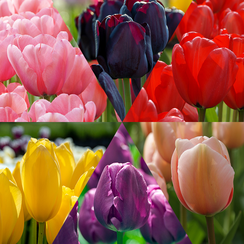 Tulip Bulb Collection "Flower Classics" Tulip Bulb Collection "Flower Classics"