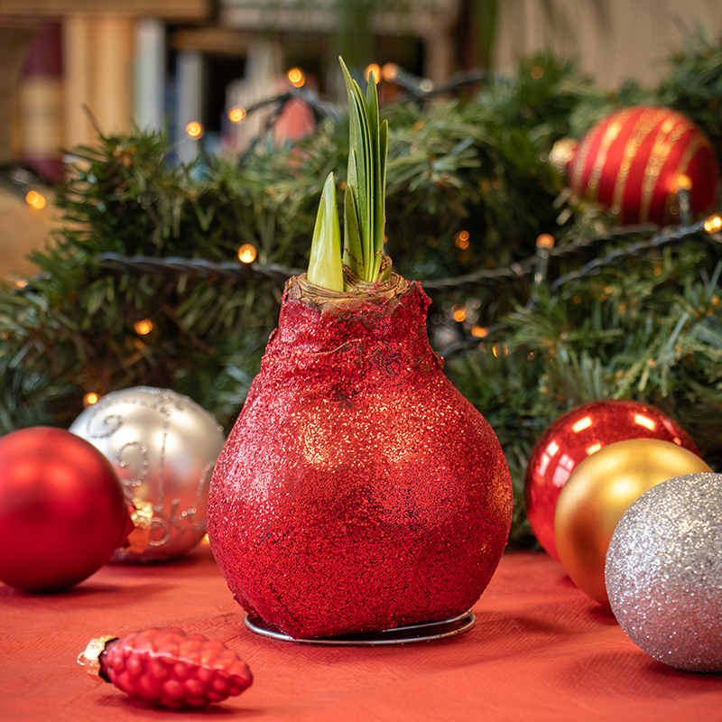 Wax Amaryllis Glitterz Red in a Tube