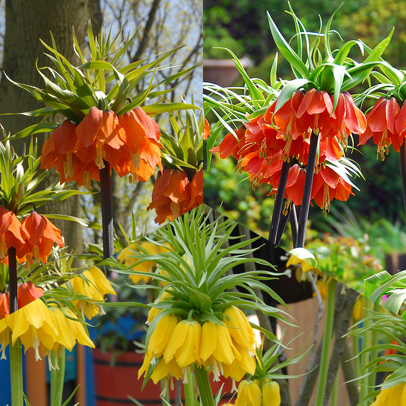 Fritillaria Bulb Collection