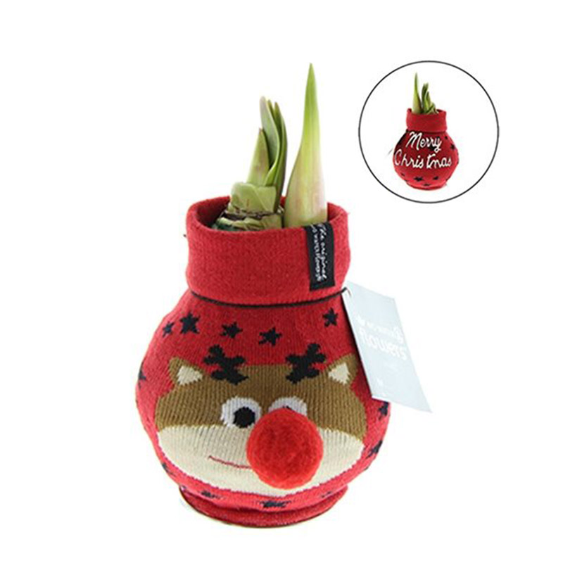 Wax Amaryllis Fashionz Xmas Rudolf