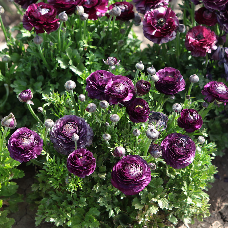 88015-Ranunculus-Aviv-paars Ranunculus Aviv Purple