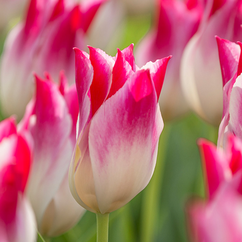 Tulip Whispering Dream