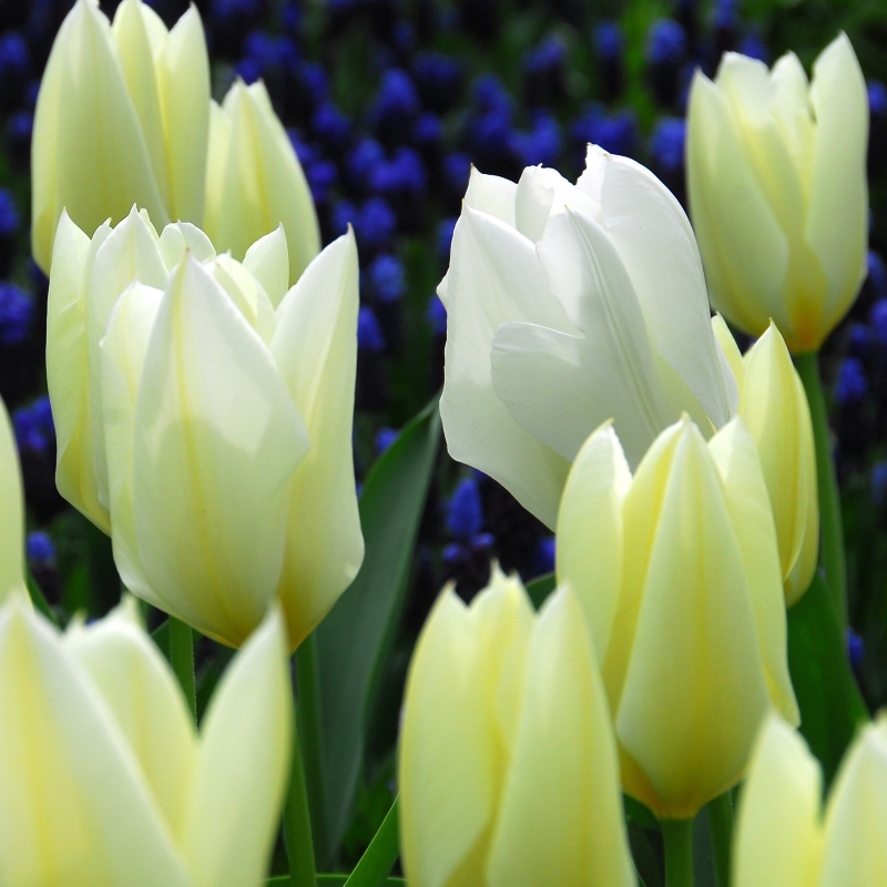 Tulip Purissima