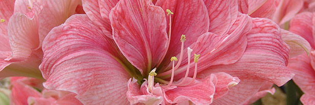 Amaryllis-dubbel-menu