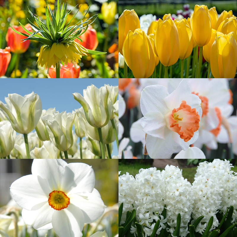Bulb collection "Mellow Yellow"
