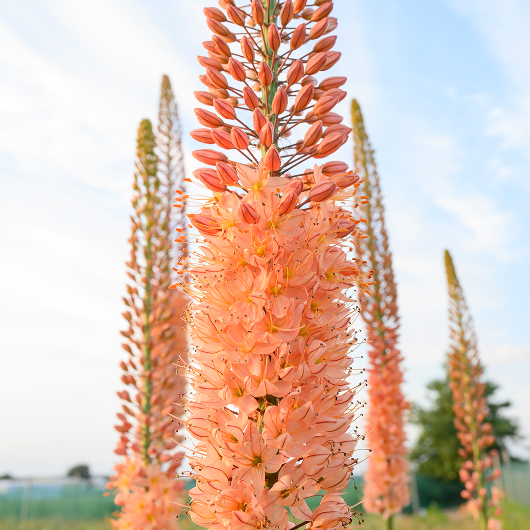 Eremurus Cleopatra