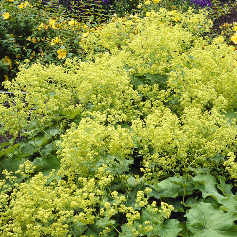 Lady's mantle - Alchemilla mollis