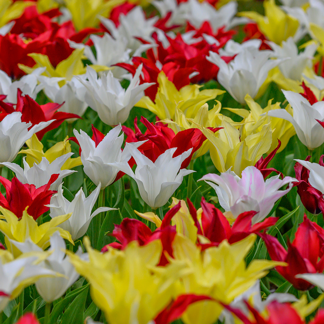 Tulip Mixture 'Très Chic Festival' Tulip Mixture 'Très Chic Festival'