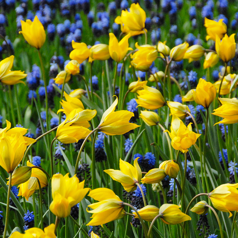 2581-Tulipa-Sylvestris-02