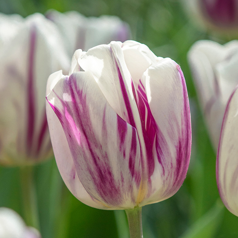 Tulip Flaming Flag®