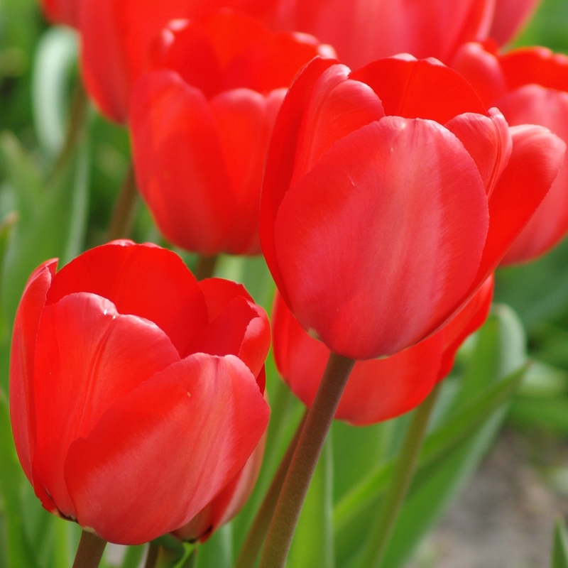 2450 Tulip Red Impression®