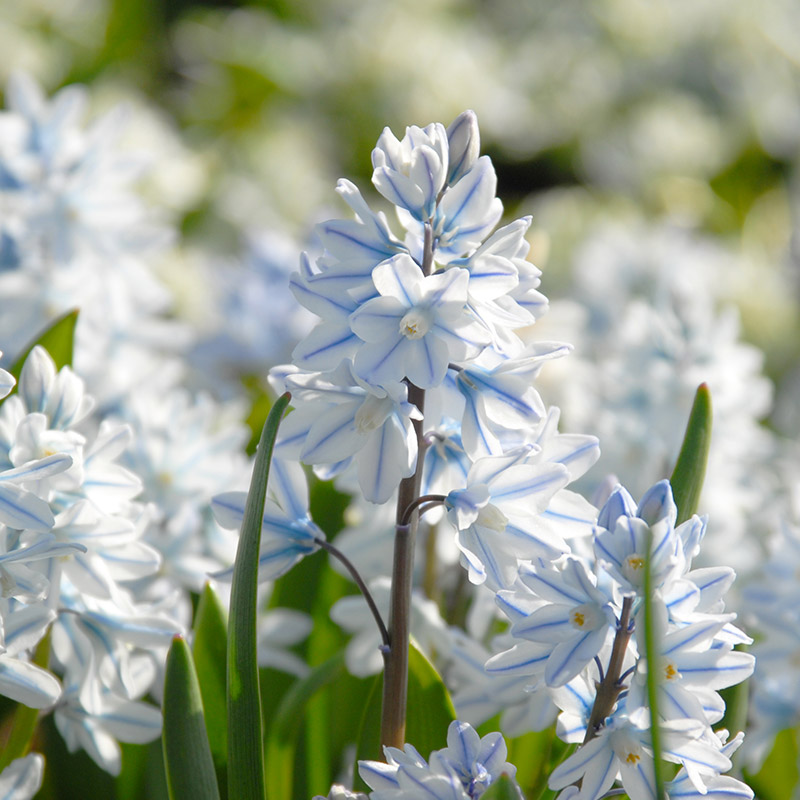 5512-Puschkinia-libanotica