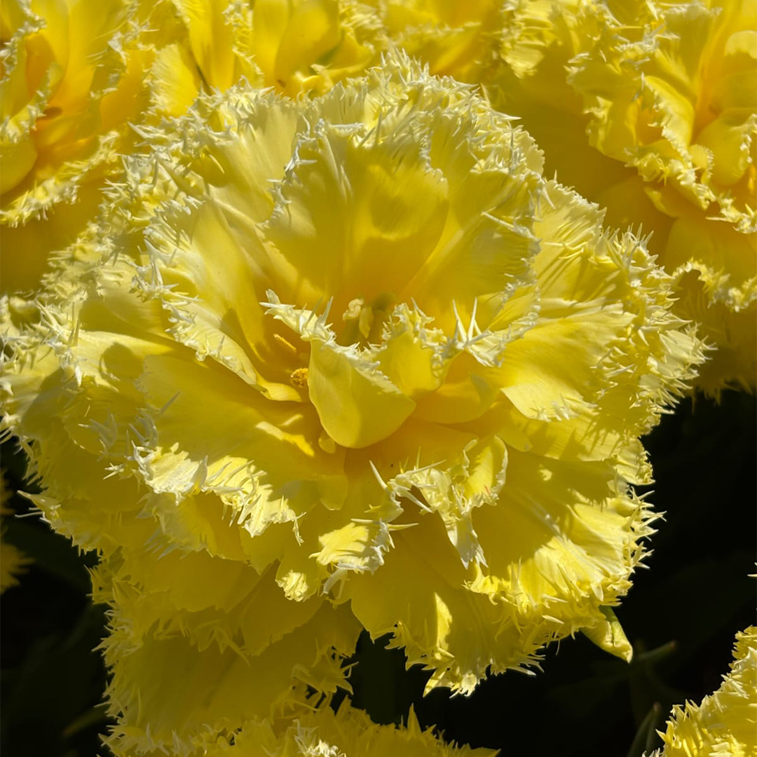 Tulip Lemon Shoot Tulip Lemon Shoot