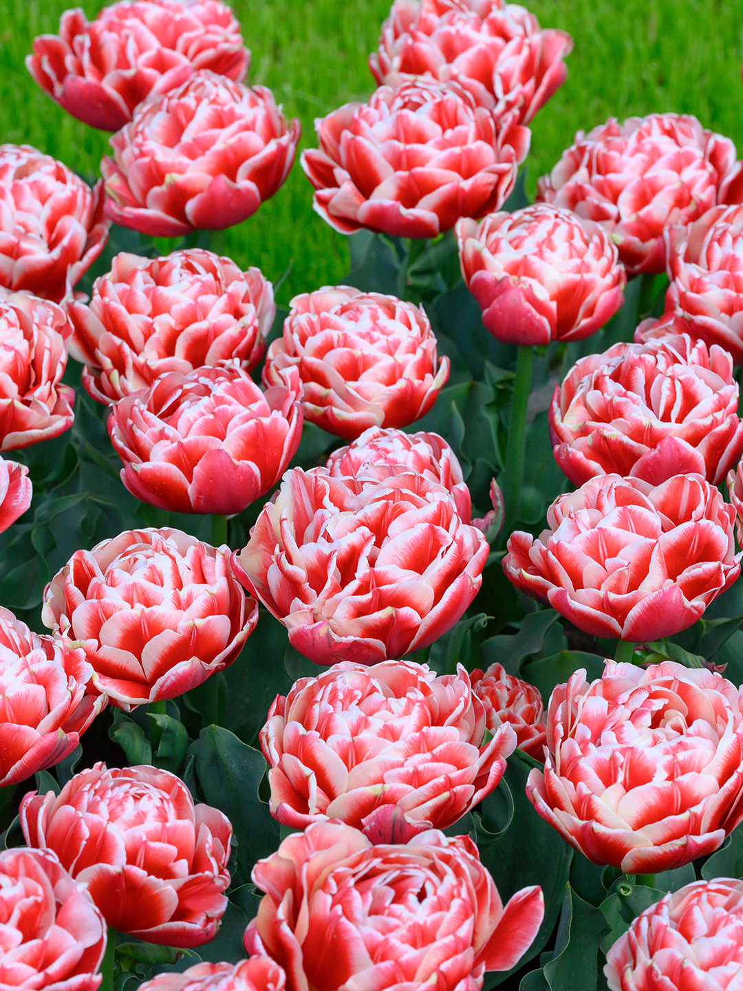 Tulip Everton