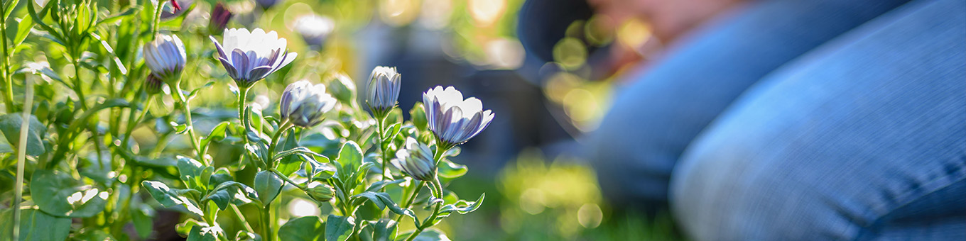 Care and Planting Tips for Perennial Plants