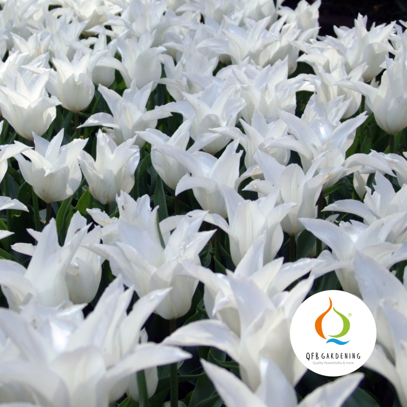 2560-Tulipa-White-Triumphator-logo