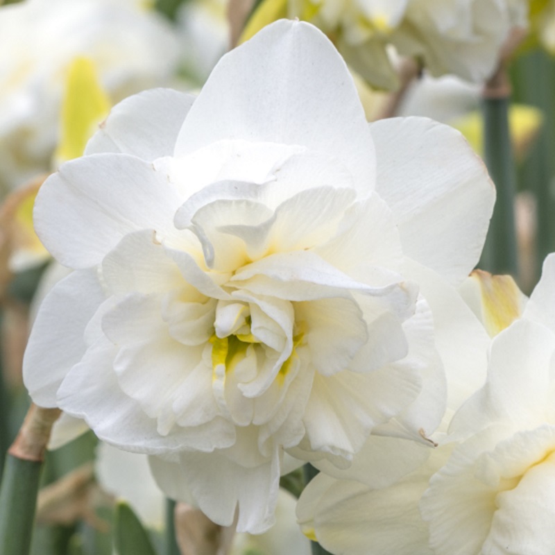 Narcissus Obdam