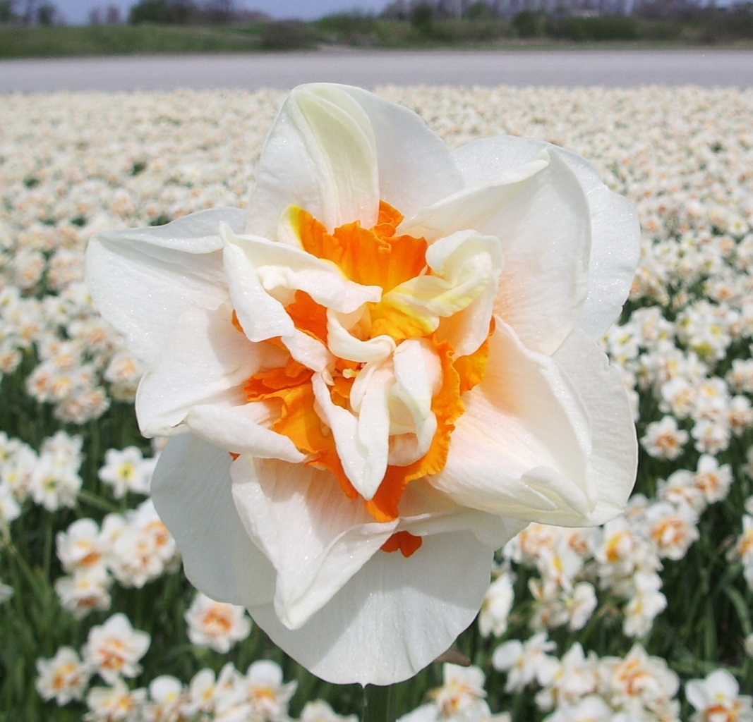 Daffodil Flower Parade