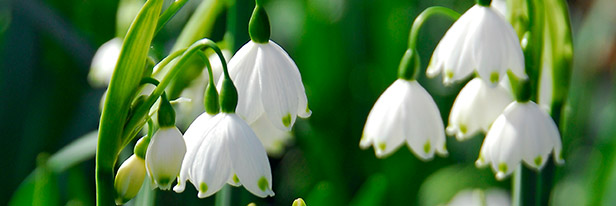 Leucojum-menu
