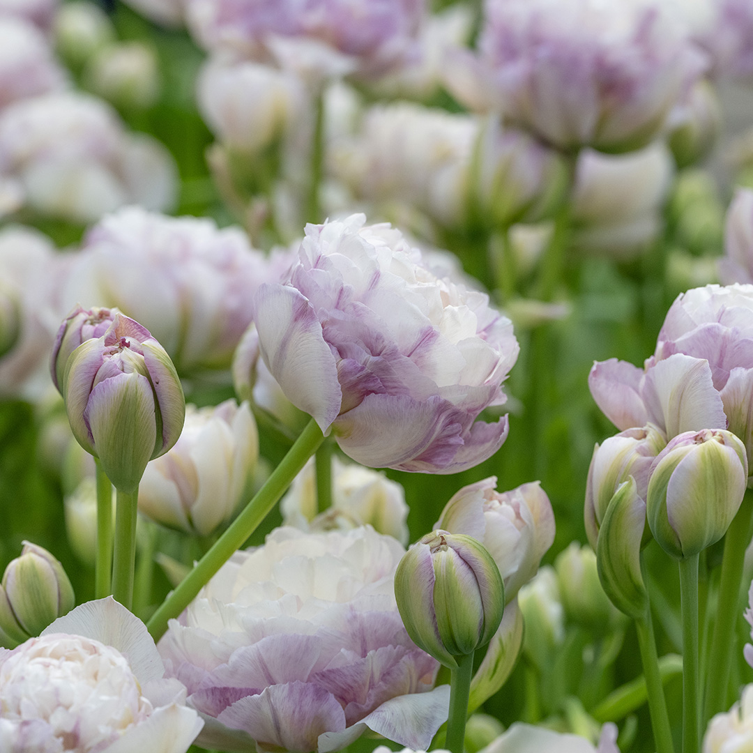 Tulip Double Surprise