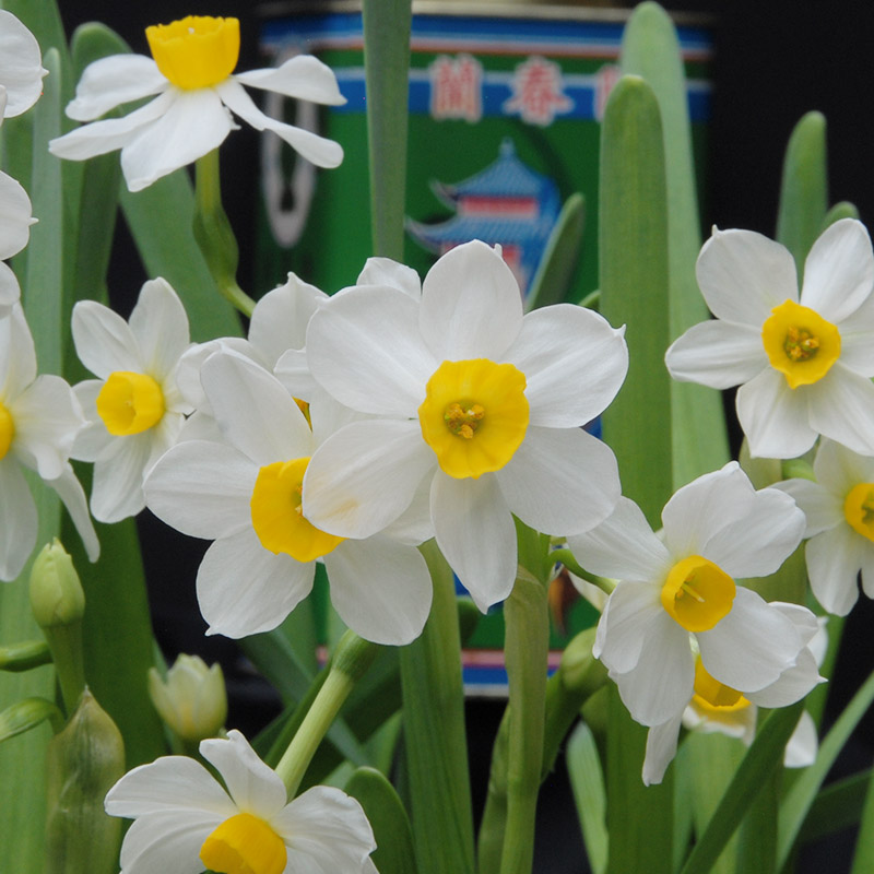 3240-Narcissus-Sacred-Lily Daffodil Chinese Sacred Lily