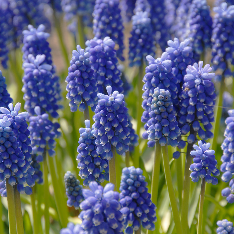 6270-Muscari-aucheri-Dark-Eyes Muscari aucheri Dark Eyes