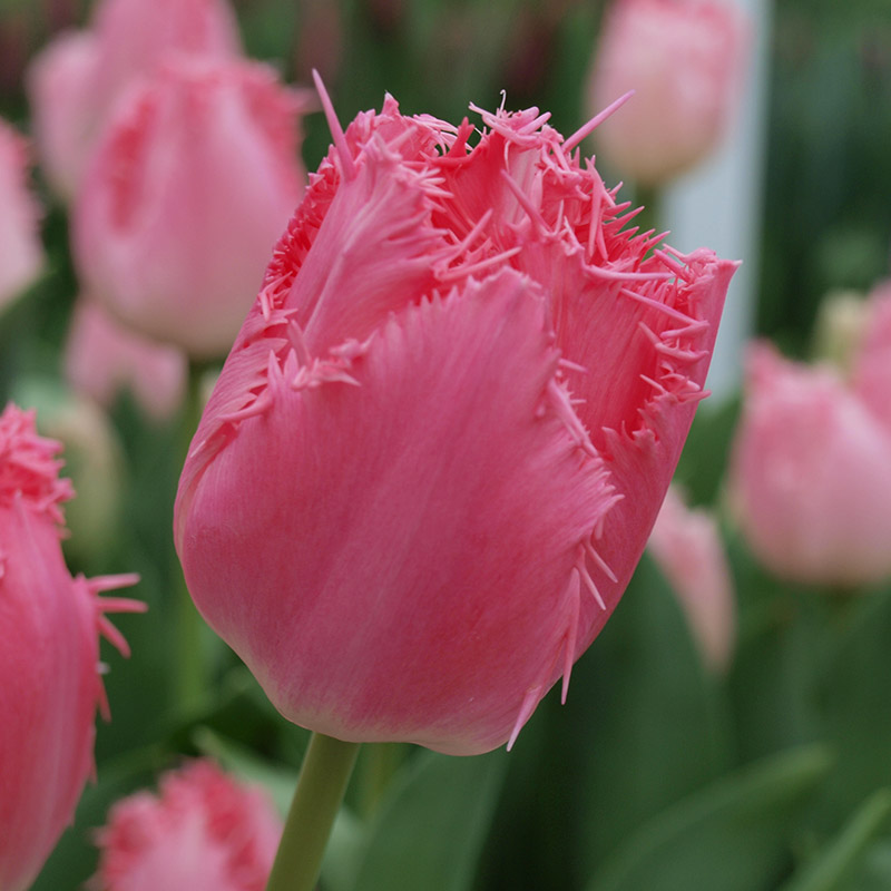 Tulip Cacharel®