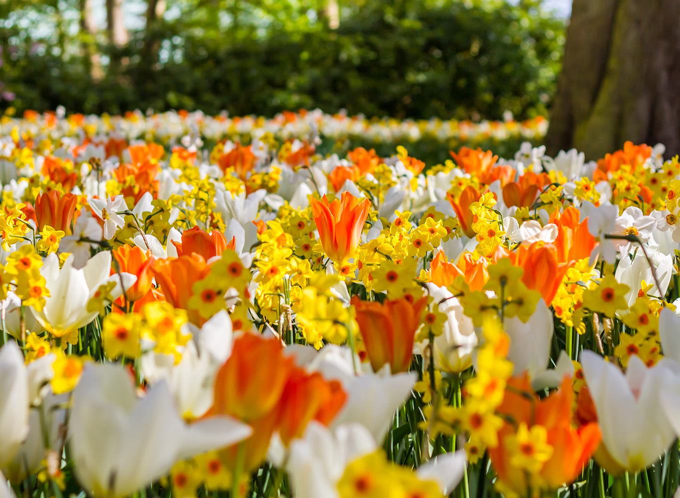 Spring Party: Plant your spring garden in the fall!