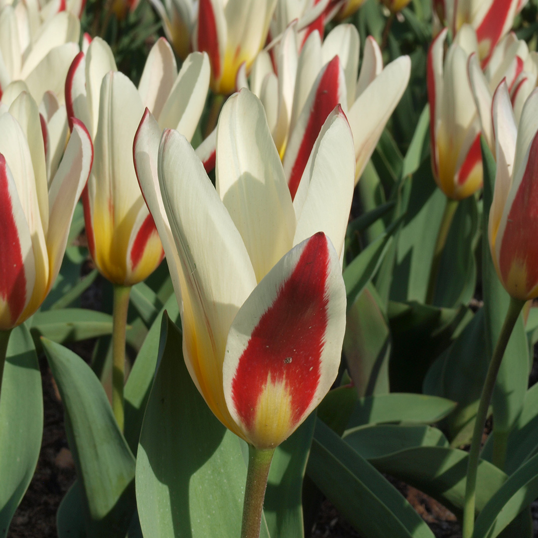 Tulipa The First Tulipa The First