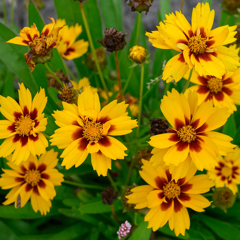 Tickseed (Coreopsis grand.) 'Sonnenkind'