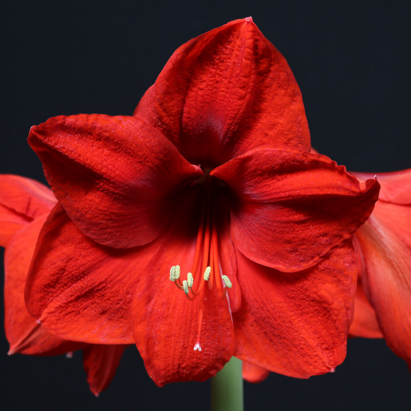 9440-KKH-Amaryllis-Rood Amaryllis Red