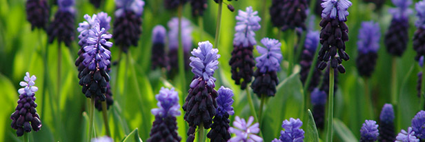 Blauw-druifje-menu