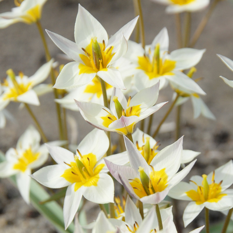 2281-Tulipa-turkestanica Tulip turkestanica