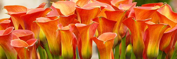 Zantedeschias-menu