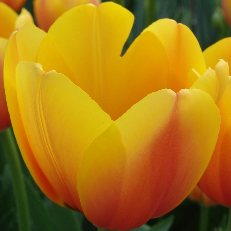 Tulip World Peace
