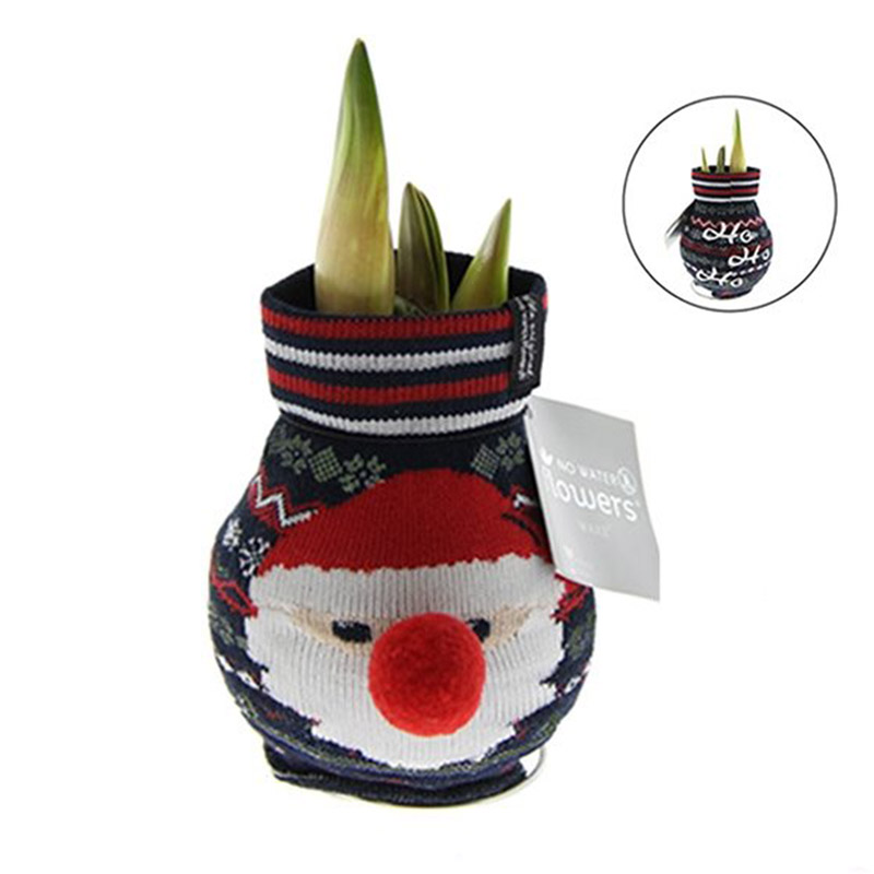 Wax Amaryllis Fashionz Xmas Santa