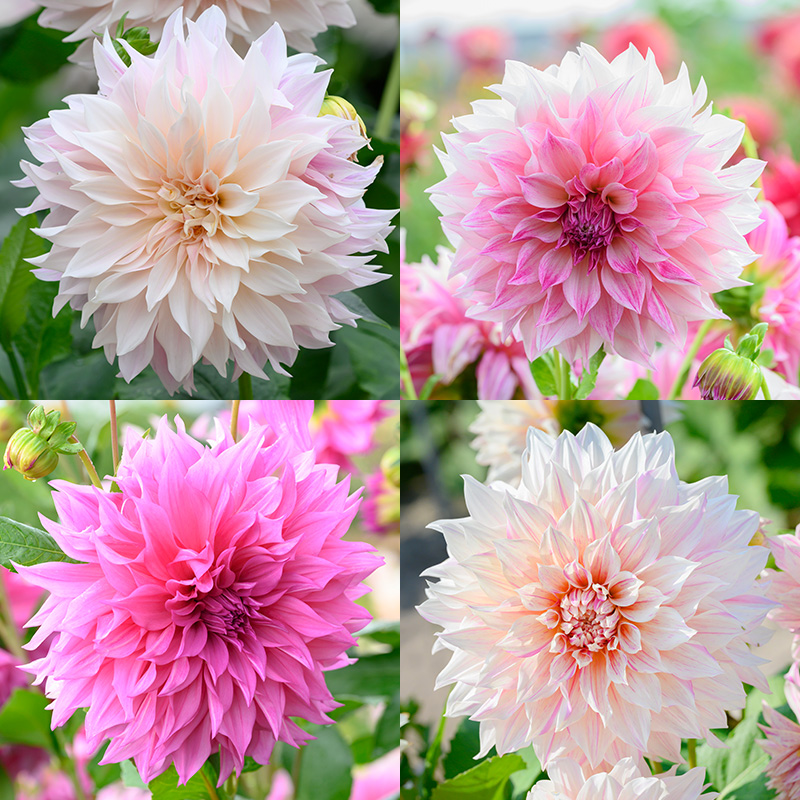 Dinnerplate Dahlia Collection “Café au lait“