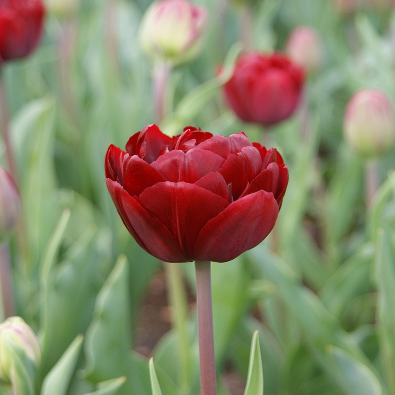 2540-tulipa-uncle-tom-03