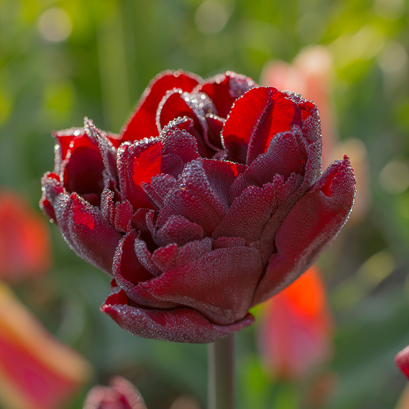 Tulip Palmyra®