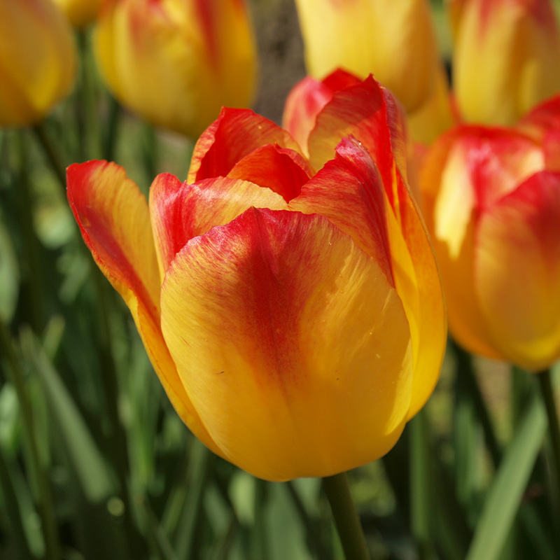 Tulip Suncatcher®