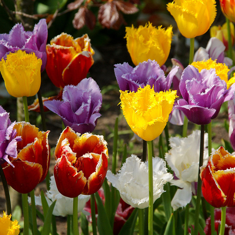 Fringed Tulip Bulb Collection 