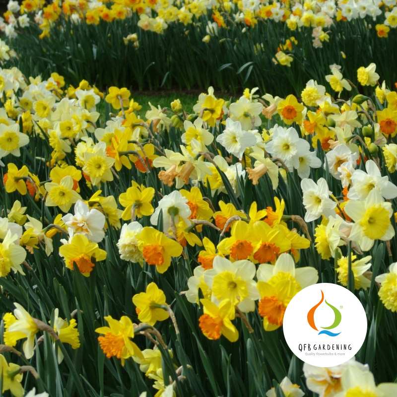 3045-Narcissus-Grootbloemig-mix-logo