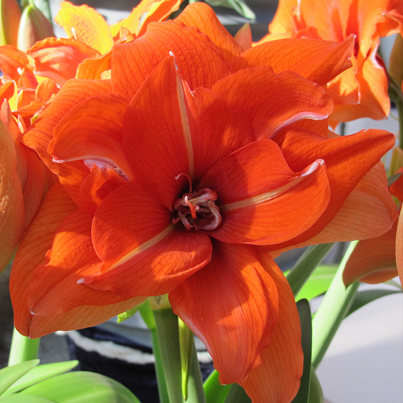 Amaryllis XL Celica®