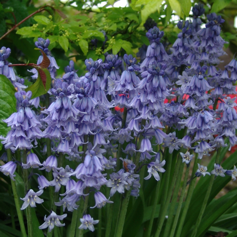 Hyacinthoides Excelsior