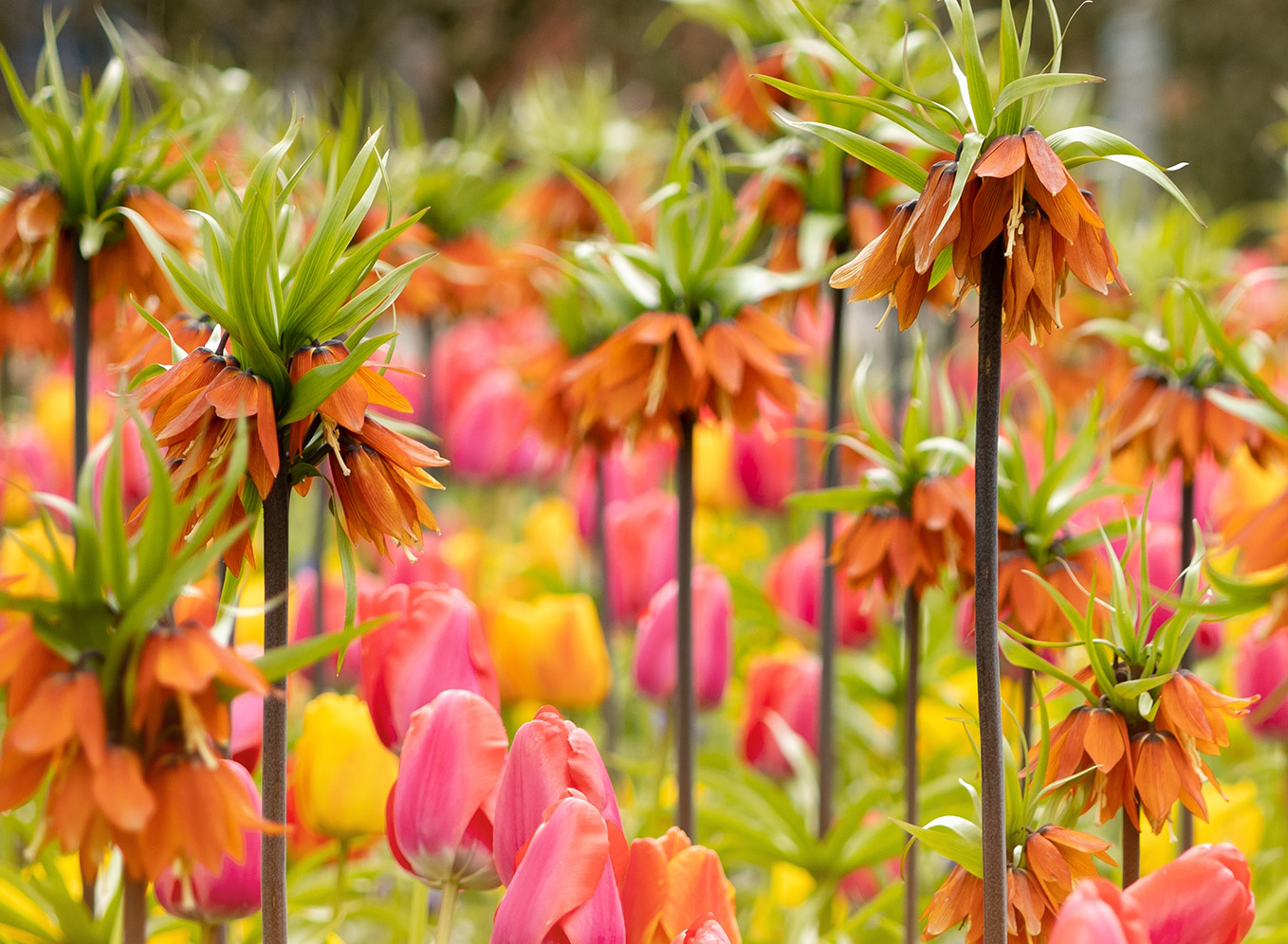 Tulips and Fritillaria: An enchanting combination for spectacular borders