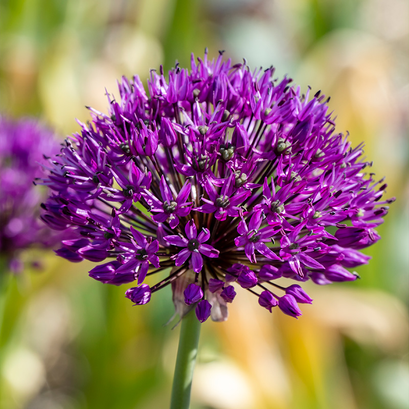 5040-Allium-Purple-Sensation-02
