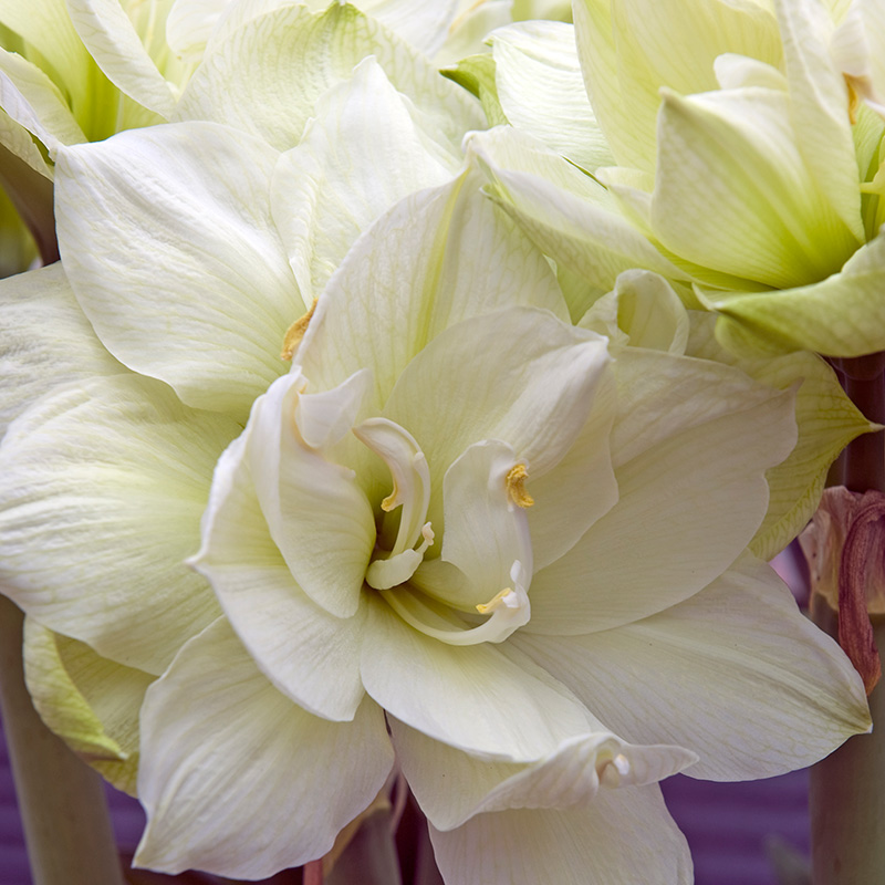 Amaryllis Marylin®