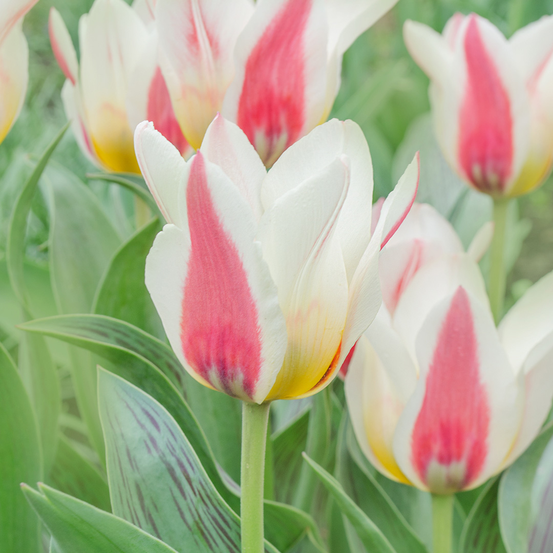 Tulip Tarafa
